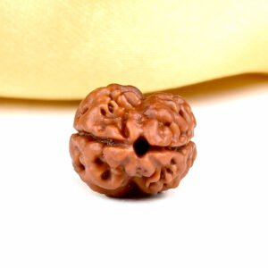 Natural 2 Mukhi Rudraksha