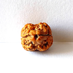 2 Mukhi Rudraksha